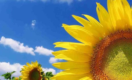 Українська мова та література: чи готовий ти скласти ЗНО?