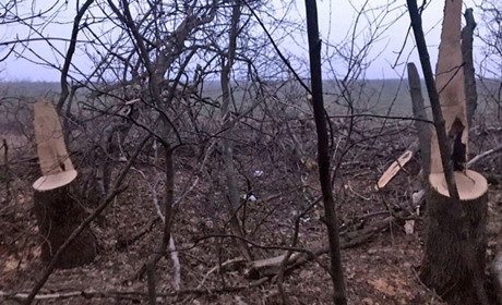 У Волноваському районі невідомі вирубували дерева у лісосмузі
