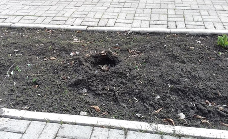 У Волновасі зі скверу невідомі викрали кущі
