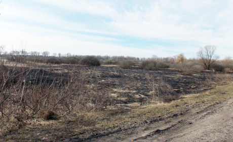На кордоні Менського і Сосницького районів вигоріло п'ять гектарів