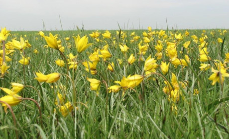 На Сірогозщині зацвіли червонокнижні скіфські тюльпани