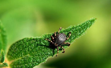 Сім порад, щоб уникнути укусів кліщів