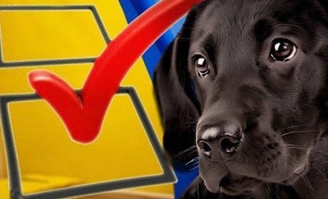 Несерйозні історії з виборів на Калущині