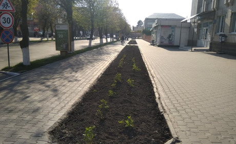 У Старокостянтинові висадили троянди