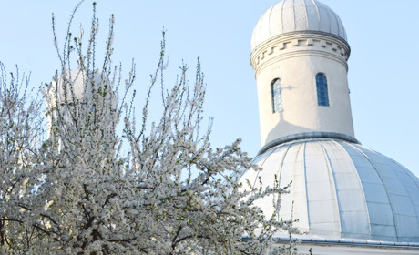 Тест: чи зможете ви вірно вказати назву 10 весняних квіток і квітучих дерев, які ми вам покажемо