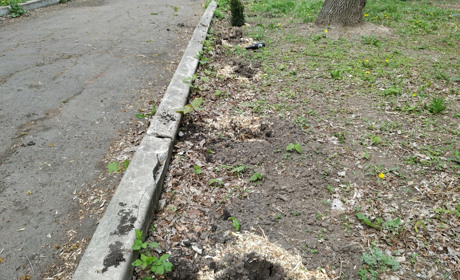 Зі сквера в Торецьку на Великдень вкрали нещодавно висаджені рослини