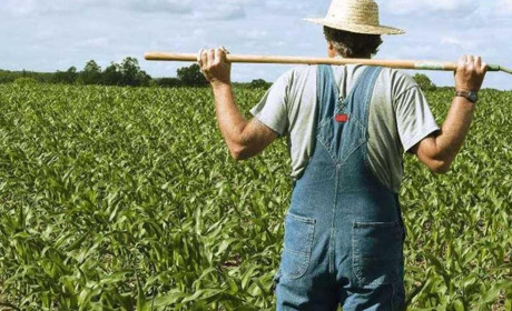 П’ять напрямків за якими аграрії Сірогозщини отримають у 2019 році державну фінансову підтримку