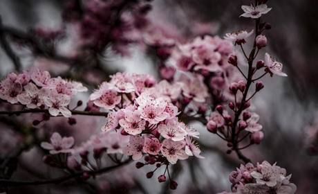 Квітучий травень: які зміни чекають українців