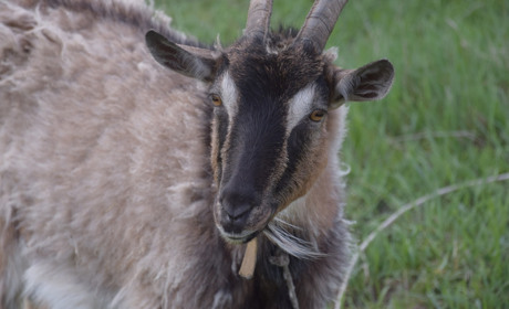 Чому в селі Лантратівка на дитячому майданчику граються козенята