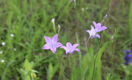 Скільки буде вихідних у червні