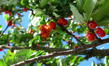 Погода на 3 - 10 червня: тиждень з грозами та дощами
