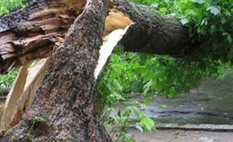 На території лікарні впало дерево