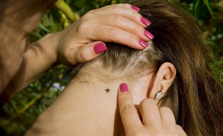 Хто може стати потенційною жертвою кліщів, і як убезпечити себе від зустрічі з ними