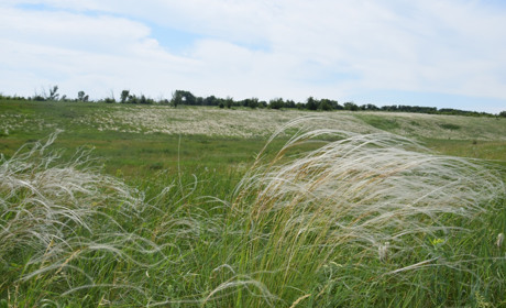 Вівчарівців турбують низькі ціни на молоко, а привільняни прагнуть відремонтувати будинок культури