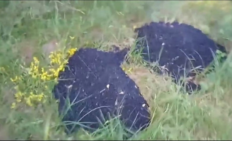 На Кременеччині асфальт вкладали не лише в дороги: відео 
