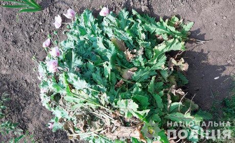 133 рослини маку поліцейські знайшли на городі пенсіонерки з Кліводина
