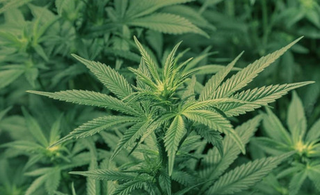 В селе под Мелитополем они садили коноплю: теперь посадят их