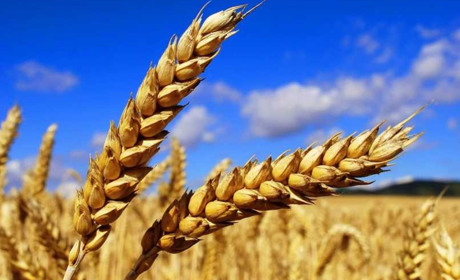 В Троїцькому аграрники перевіряють рослини на безпечність