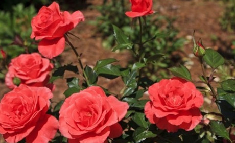 «Любителя» троянд чекає штраф