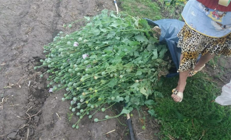 Новини міста за 15-21 липня: про мак на городі, почесне звання, забруднення річок і бомбу