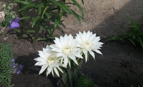 В Бабичеве зацвів кактус потрійною квіткою