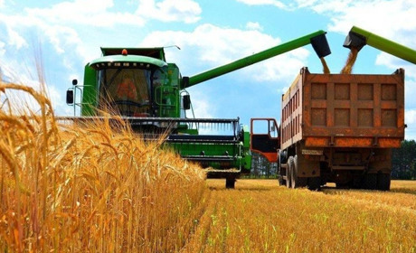 Більше, як по 50 центнерів з гектара збирають на полях Нижньосірогозького району