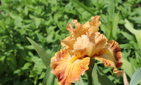 Огляд соцмереж: що обговорювали троїчани на тижні