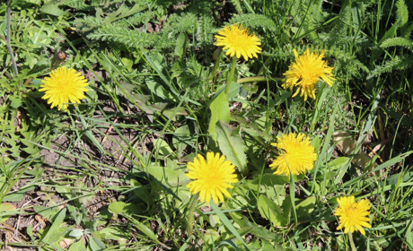 Вони створили Троїцьку громаду, бо вони і є громада