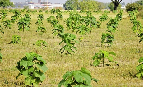 Новини міста за 29 липня - 4 серпня: про модернізацію ЦНАПу, польоти в парі і дерева-фенікси