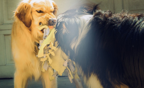 Що робити, якщо вас вкусила тварина