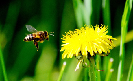 Що робити при укусі бджоли
