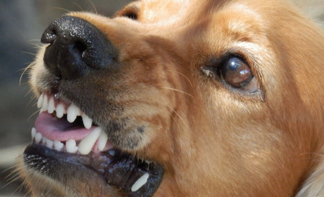 Кількість нападів тварин у Добропіллі зростає щороку – що робити?