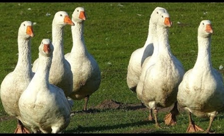 Как начиналась лебединая песня Людмилы Боровой