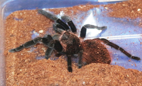 В Добропіллі з’явилися великі павуки 