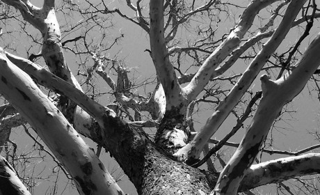 Як добропільцям спиляти дерево у дворі багатоповерхового будинку