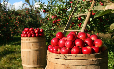 «Яблуневий шлях» - розбираємо проект на пальцях
