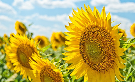 До кінця тижня у Торецьку протримається спека