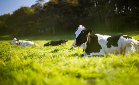 Жители прифронтовых поселков Торецка могут получить от международников корм для животных  