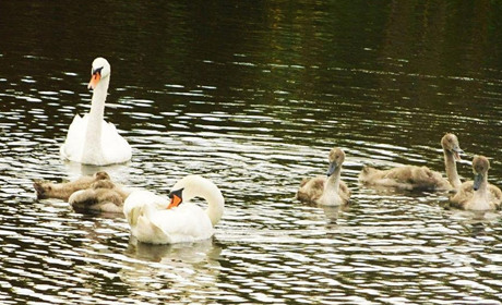 Полюєш чи рибалиш на території Гадяцького ландшафтного парку? Готуйся до штрафів 