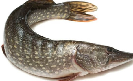 У Старокостянтинові проведуть конкурс «Болохівська щука». Хто змагатиметься і коли це буде