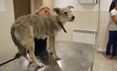 У Добропіллі стерилізують безхатніх собак за кошти мецената