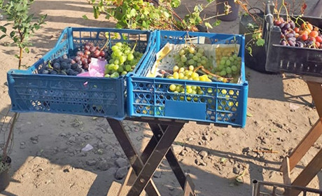 Саджанець сортового винограду коштує 100 гривень. Ціни з недільного базару в Переяславі
