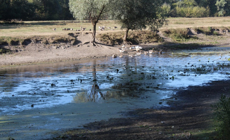 Річка Вир у Білопіллі критично обміліла