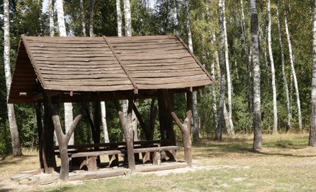 Від  насінини — до стиглого дерева. Працівники лісу розповіли, як вирощують і зберігають ліс