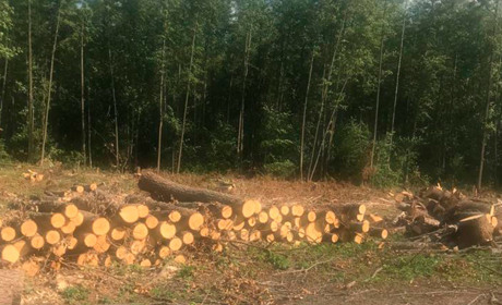 На Менщині незаконно вирубали вільху