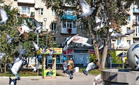 Фото дня. Бердянск и голуби