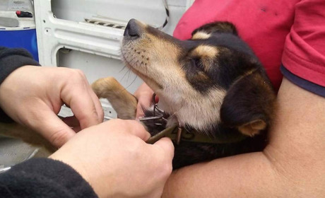 У Кагарлику за допомоги волонтерів вирішують проблему безпритульних тварин