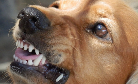 Поради жителям Білопільщини: як захиститися і що робити, якщо напав бродячий собака?