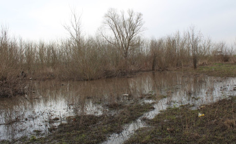 Гуринівський сад, що на Білопільщині, фактично перетворився на смітник
