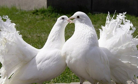 У Білопіллі відбудеться виставка-ярмарок